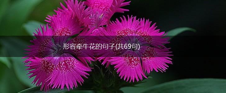 形容牵牛花的句子(共69句),第1张