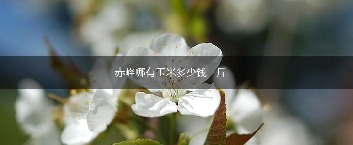 赤峰哪有玉米多少钱一斤,第1张