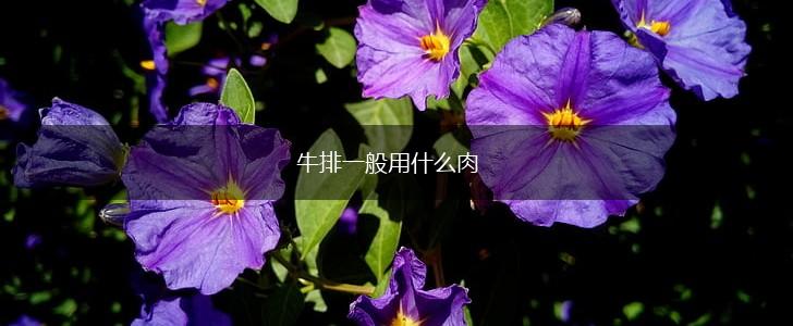 牛排一般用什么肉,第1张