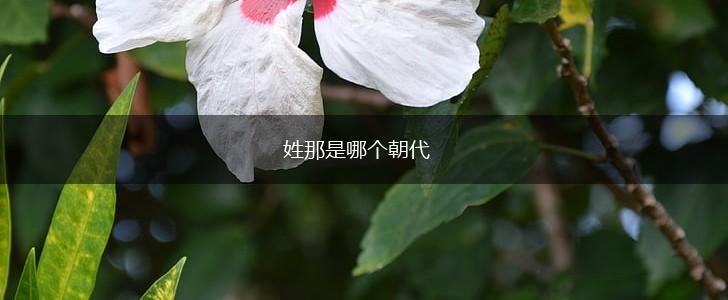 姓那是哪个朝代,第1张