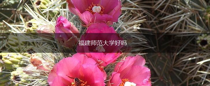 福建师范大学好吗,第1张