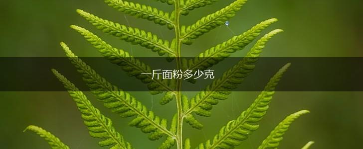 一斤面粉多少克,第1张