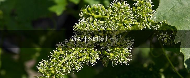 新股什么时候上市,第1张