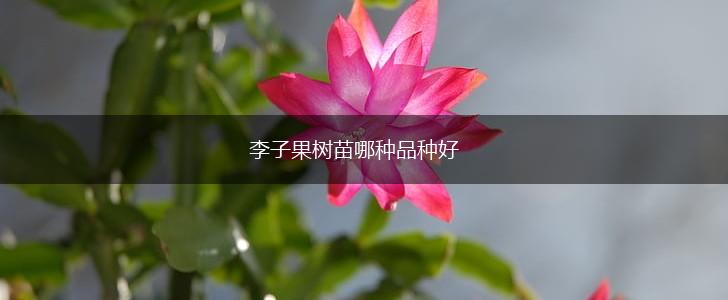 李子果树苗哪种品种好,第1张