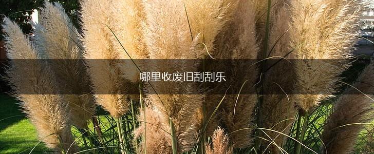 哪里收废旧刮刮乐,第1张