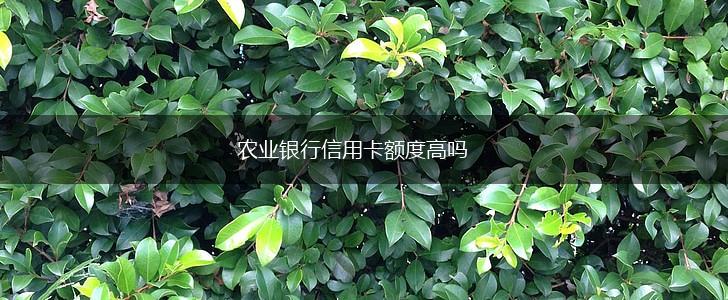 农业银行信用卡额度高吗,第1张