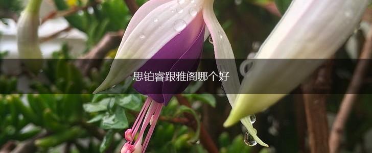 思铂睿跟雅阁哪个好,第1张