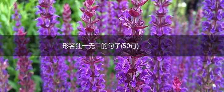 形容独一无二的句子(50句),第1张