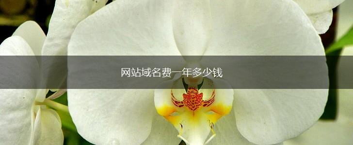 网站域名费一年多少钱,第1张