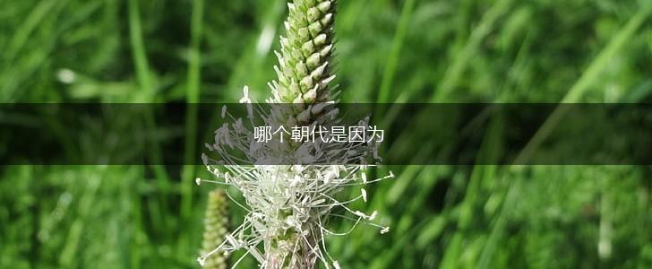 哪个朝代是因为,第1张