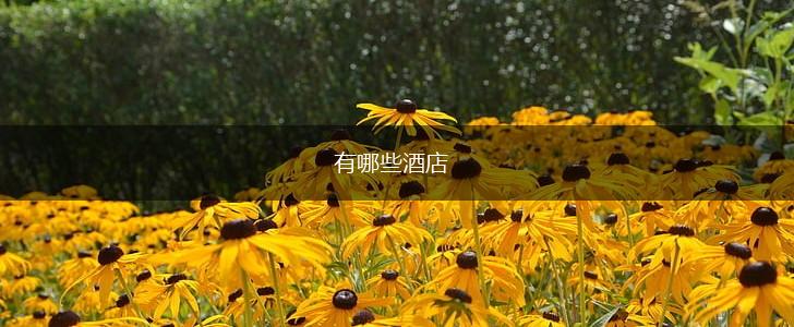 有哪些酒店,第1张