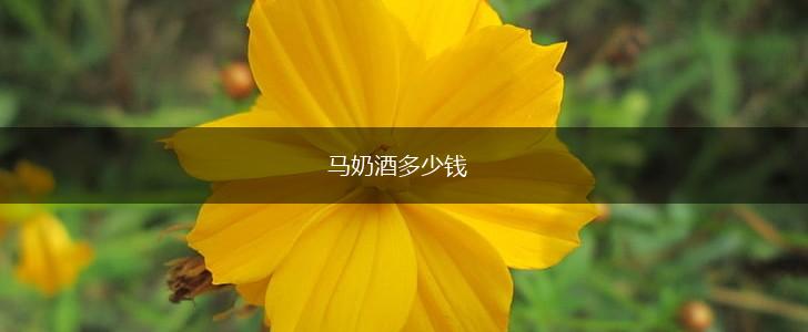 马奶酒多少钱,第1张