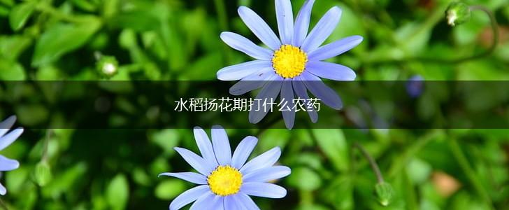 水稻扬花期打什么农药,第1张