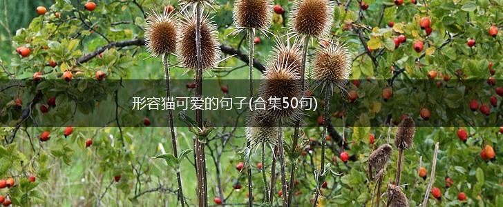形容猫可爱的句子(合集50句),第1张