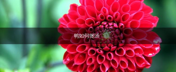 鸭如何煲汤,第1张