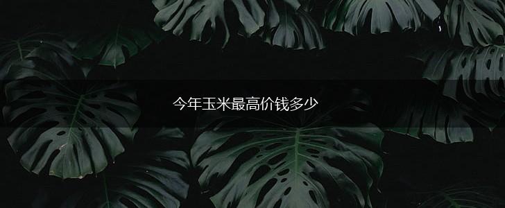 今年玉米最高价钱多少,第1张