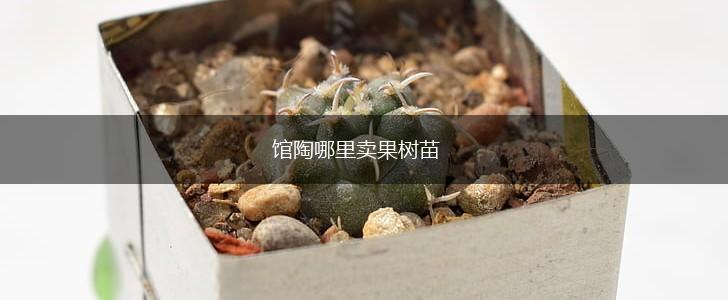 馆陶哪里卖果树苗,第1张