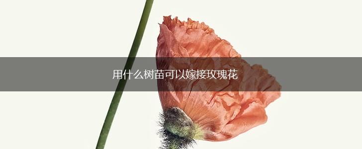 用什么树苗可以嫁接玫瑰花,第1张