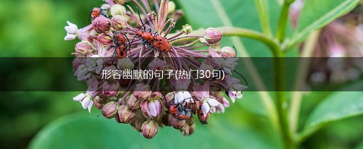 形容幽默的句子(热门30句),第1张