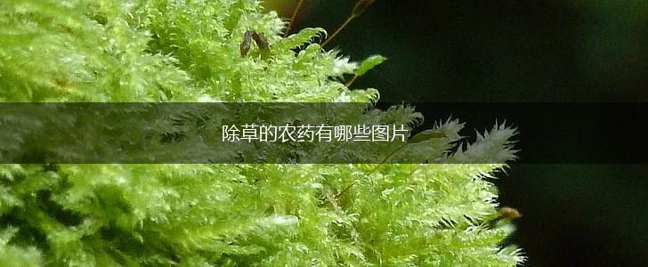 除草的农药有哪些图片,第1张