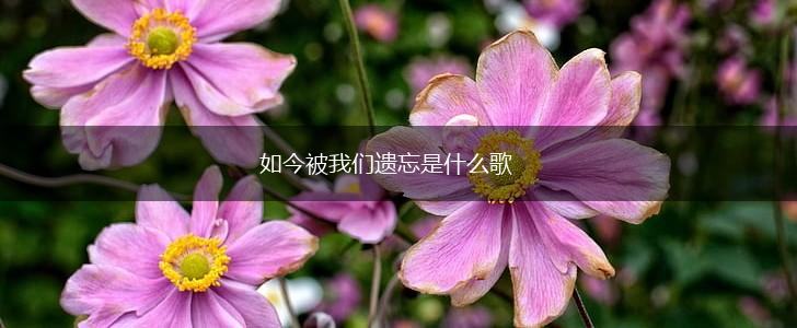如今被我们遗忘是什么歌,第1张