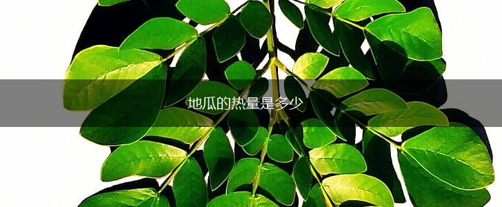 地瓜的热量是多少,第1张