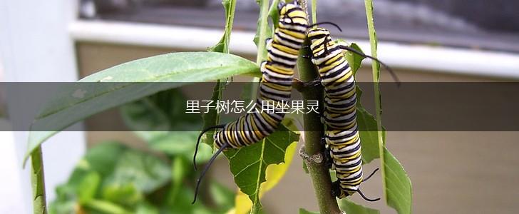 里子树怎么用坐果灵,第1张