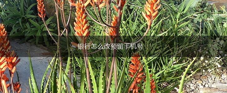 银行怎么改预留手机号,第1张