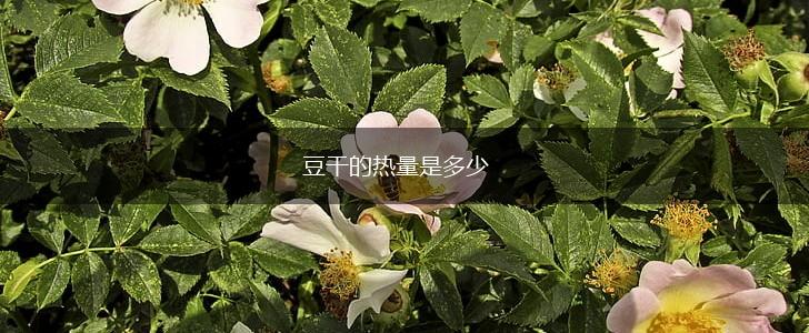 豆干的热量是多少,第1张