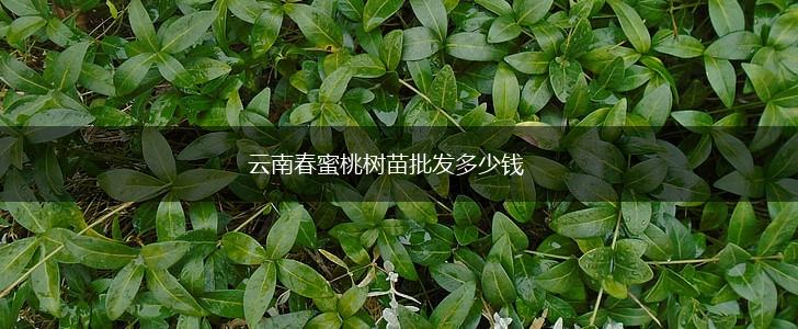 云南春蜜桃树苗批发多少钱,第1张