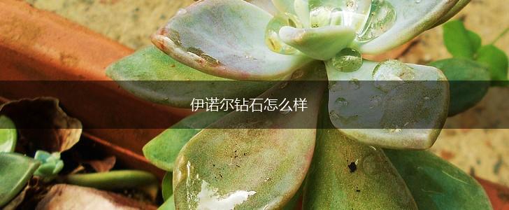 伊诺尔钻石怎么样,第1张