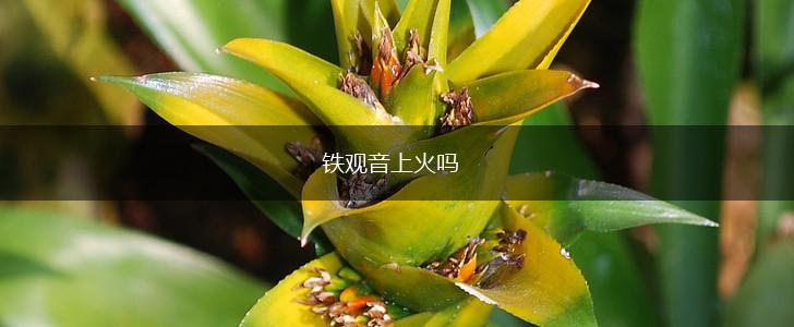 铁观音上火吗,第1张