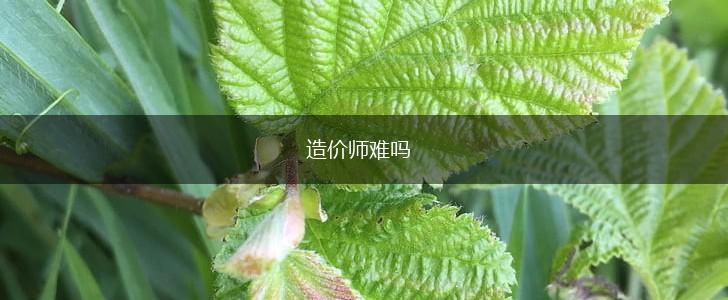 造价师难吗,第1张