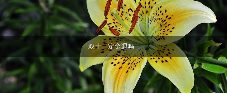 双十一定金退吗,第1张