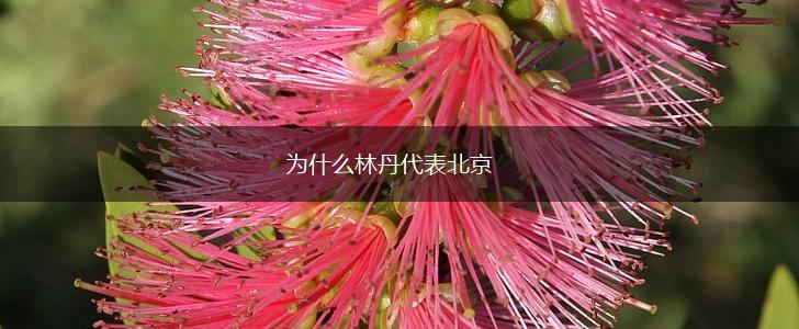 为什么林丹代表北京,第1张