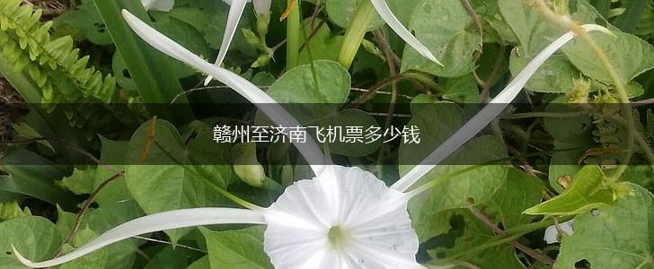 赣州至济南飞机票多少钱,第1张