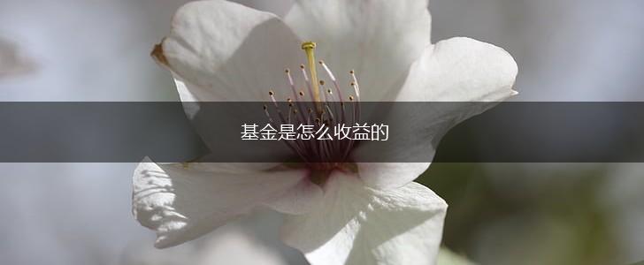 基金是怎么收益的,第1张