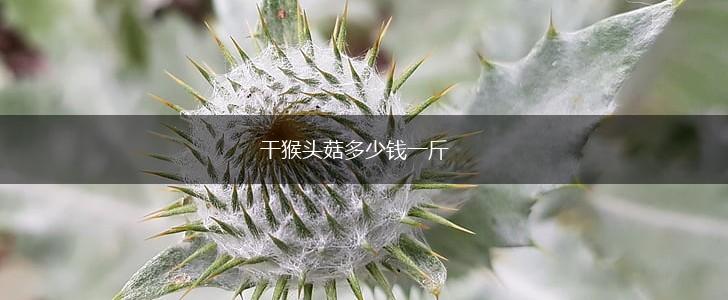 干猴头菇多少钱一斤,第1张