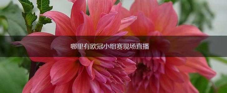 哪里有欧冠小组赛现场直播,第1张