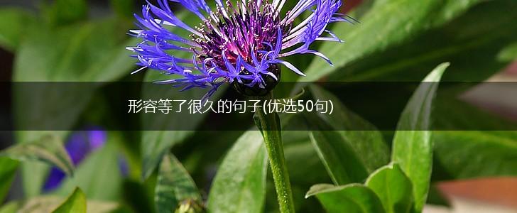 形容等了很久的句子(优选50句),第1张