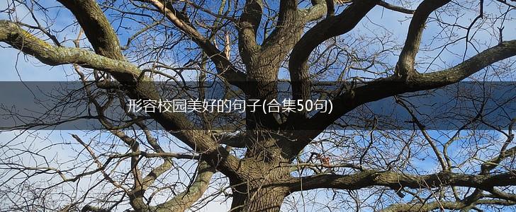 形容校园美好的句子(合集50句),第1张