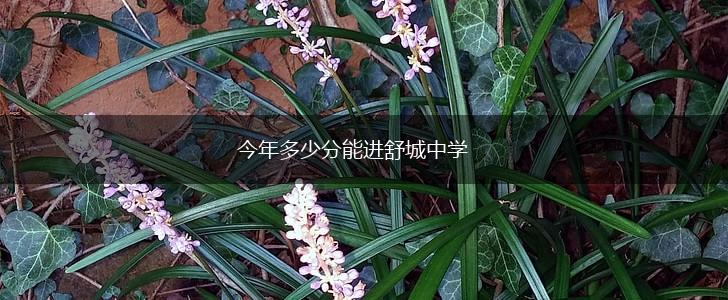今年多少分能进舒城中学,第1张