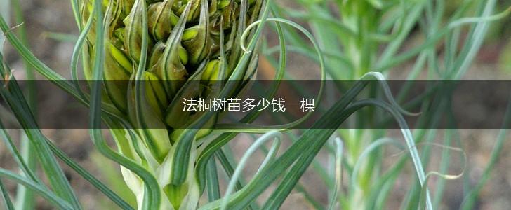 法桐树苗多少钱一棵,第1张