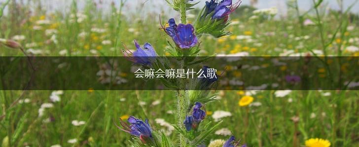 会嘛会嘛是什么歌,第1张
