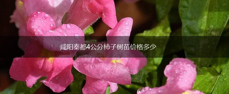 咸阳秦都4公分柿子树苗价格多少,第1张