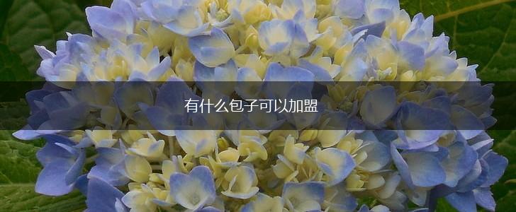 有什么包子可以加盟,第1张
