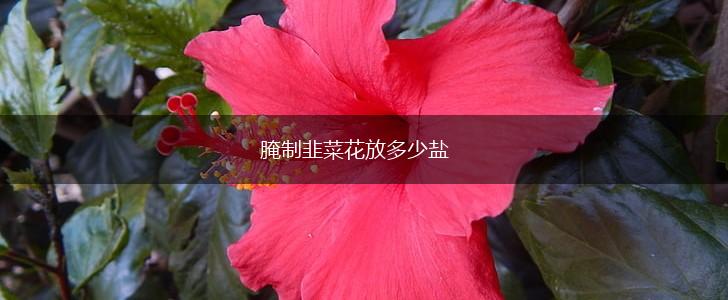 腌制韭菜花放多少盐,第1张