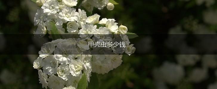 甲壳虫多少钱,第1张