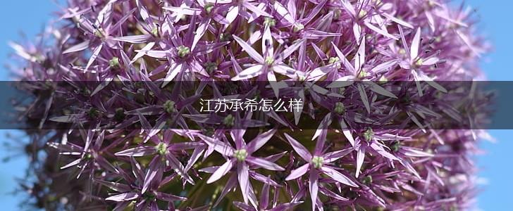江苏承希怎么样,第1张
