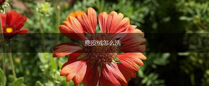 麂皮绒怎么洗,第1张